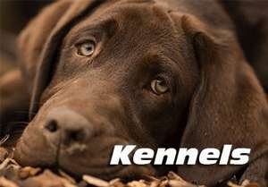 EdilAcilia - Dogs Kennels Deals