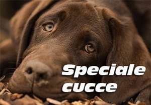 EdilAcilia - Speciale Cucce per Cani